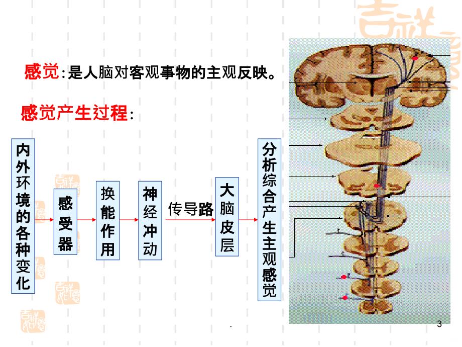 大脑皮质的感觉功能PPT课件_第3页