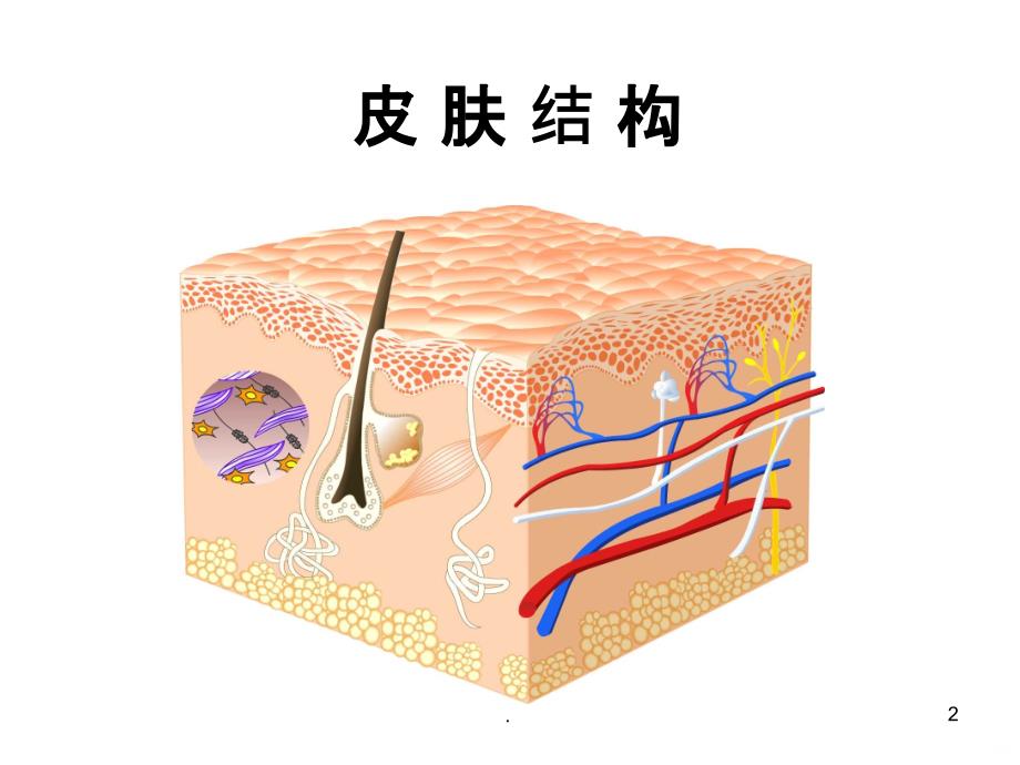 第三节：皮肤知识培训PPT课件_第2页