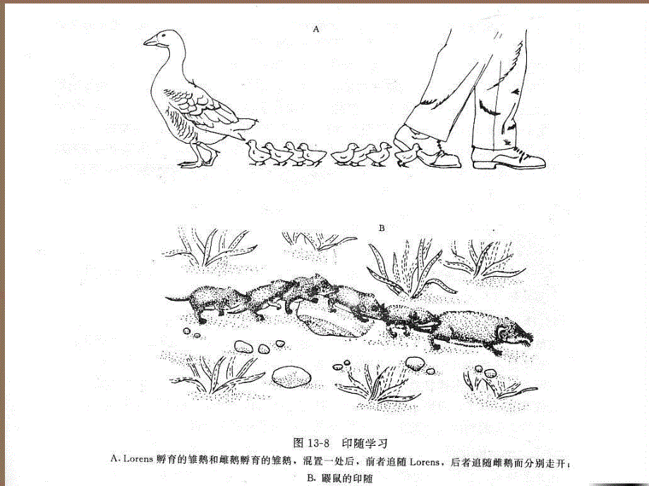 动物行为概论课件_第4页