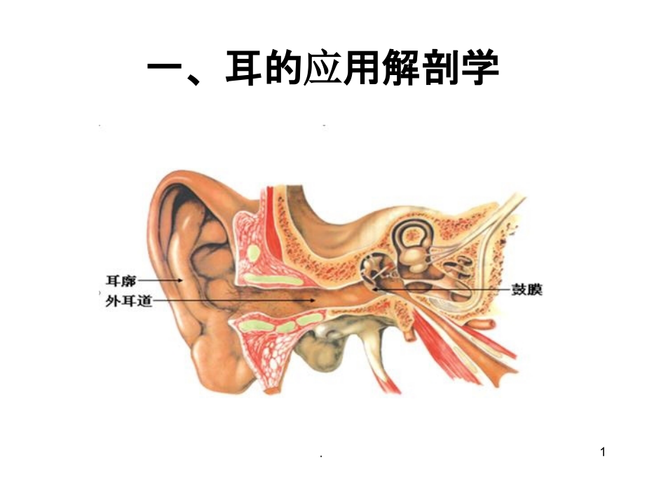 耳的应用解剖资料PPT课件_第1页