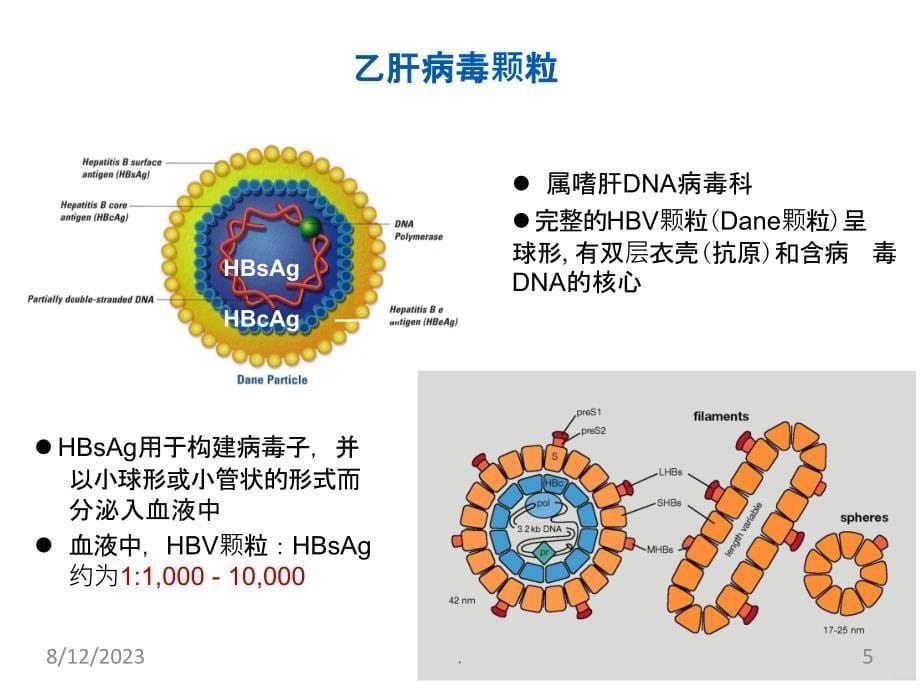 临床常见传染病及检测方法PPT课件_第5页