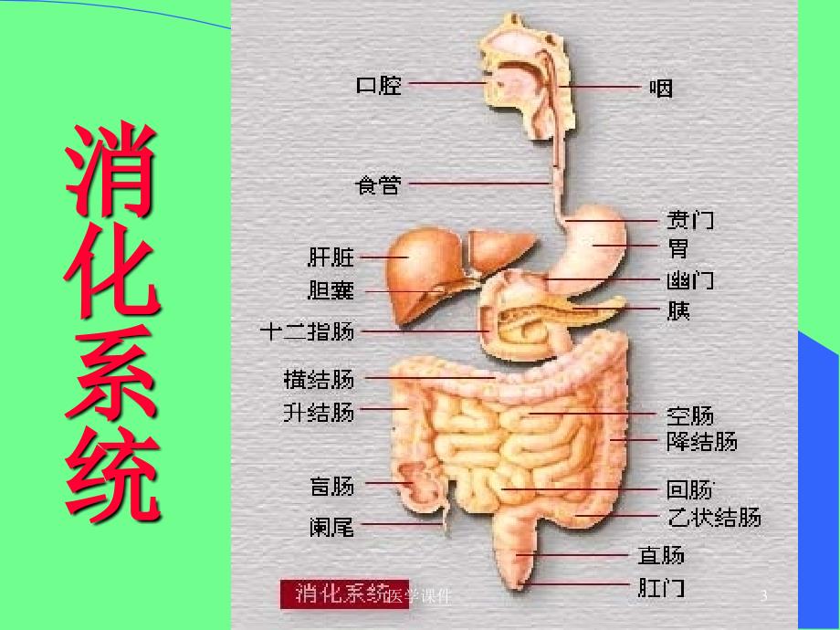 《病理学》实验--消化系统疾病实验-PPT课件_第3页