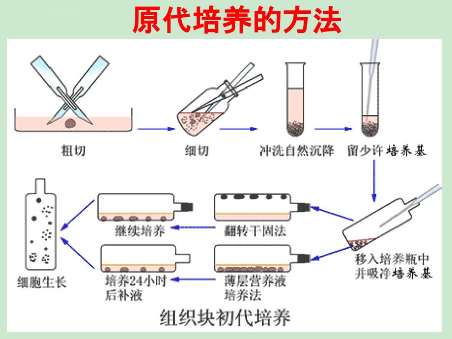 动物细胞工程-动物细胞培养技术课件_第3页