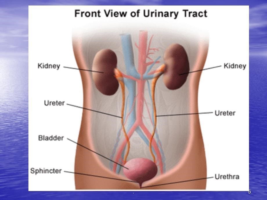 肾脏解剖概要PPT课件_第5页