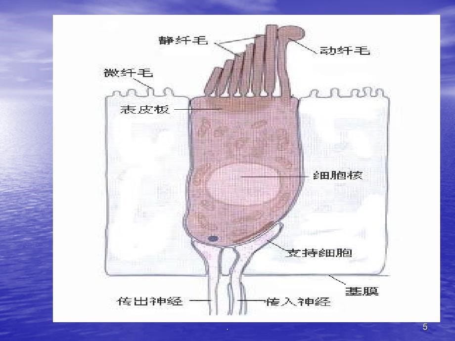 最新噪声性听力损伤-文档PPT课件_第5页