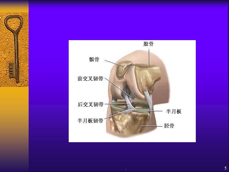 膝关节退行性关节病康复治疗剖析PPT课件_第5页