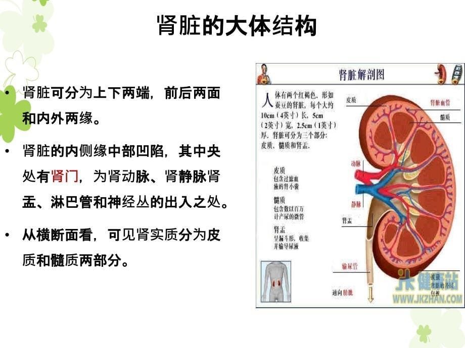 实习生授课肾脏生理PPT课件_第5页