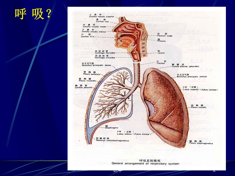 《人体解剖生理学》呼吸系统_第2页