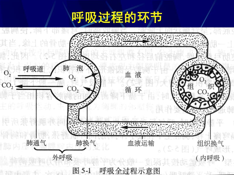 《人体解剖生理学》呼吸系统_第3页