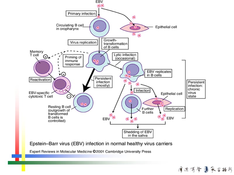 eb病毒感染的特殊表现讲义资料_第3页
