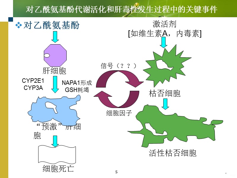 肝脏损伤机制PPT课件_第5页