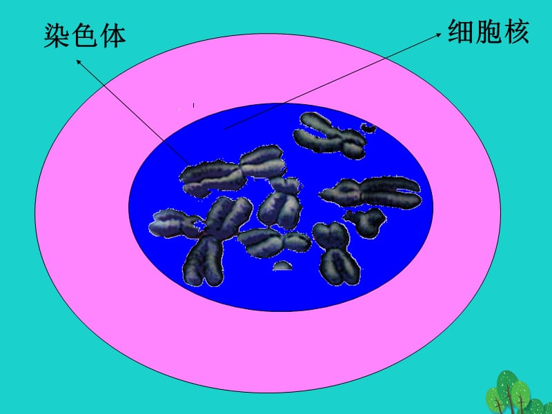 2017高中生物 第二册 第7章 细胞的分裂和分化 7.2 有丝分裂课件2 沪科版_第1页