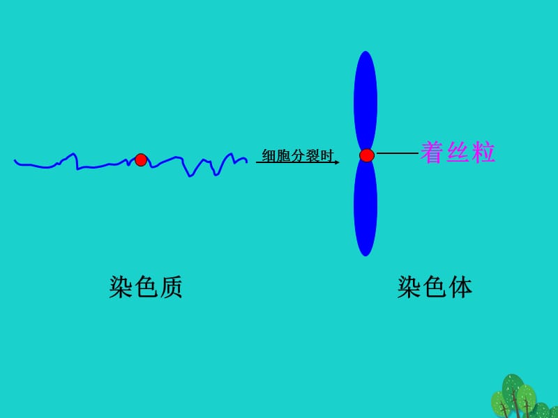 2017高中生物 第二册 第7章 细胞的分裂和分化 7.2 有丝分裂课件2 沪科版_第3页