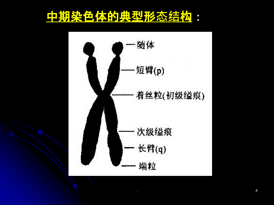 正常人非显带染色体的核型分析PPT课件_第4页