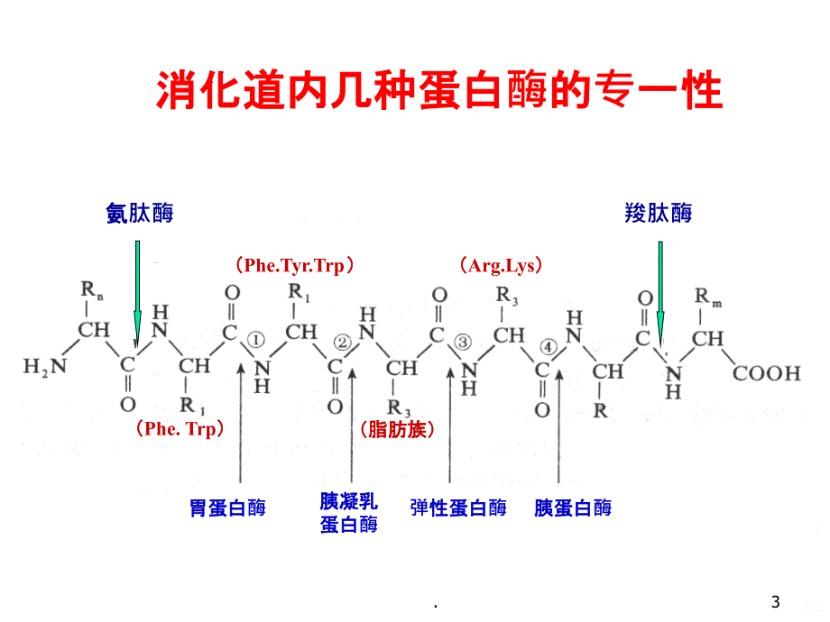 蛋白质的降解和氨基酸代谢PPT课件_第3页