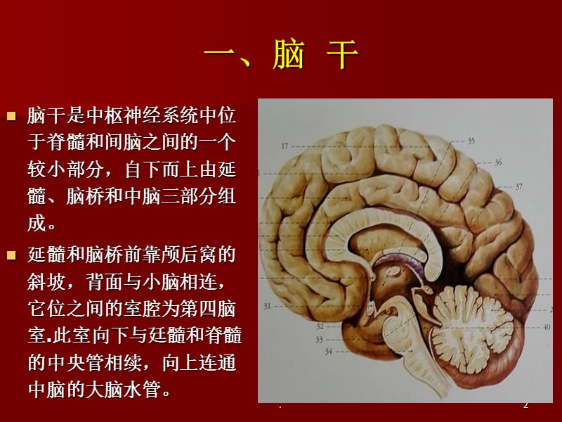 脑干、小脑形态解剖学PPT课件_第2页