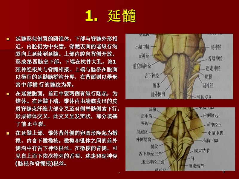 脑干、小脑形态解剖学PPT课件_第4页