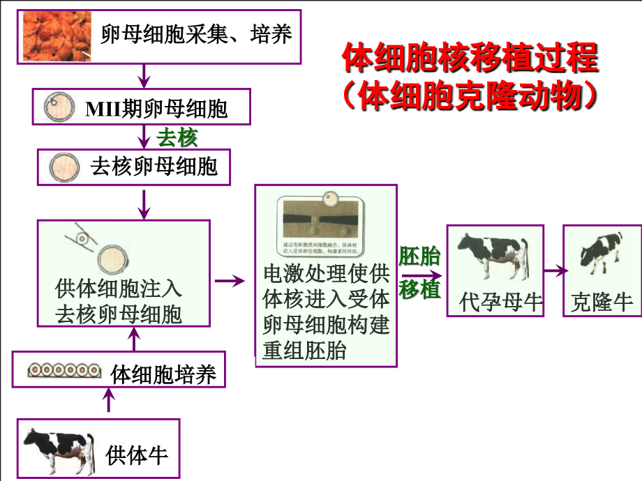 动物细胞工程―单克隆抗体制备复习策略课件_第4页