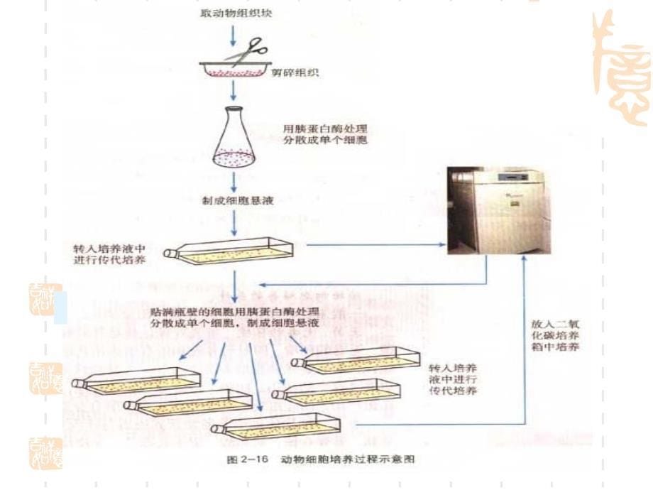 动物细胞培养 专题2 动物细胞工程课件_第5页