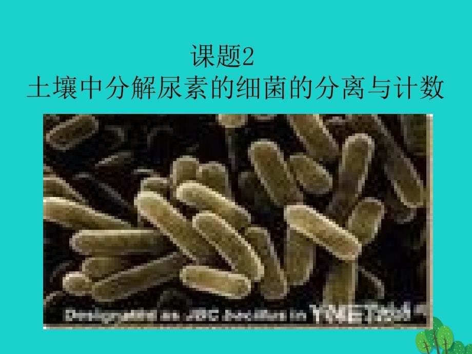 2017高中生物 微生物的培养与应用 2.2 土壤中分解尿素的细菌的分离与计数课件1 新人教版选修1_第5页