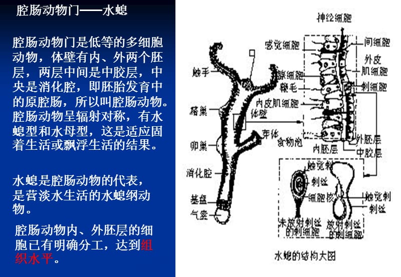 动物解剖和分类课件_第4页