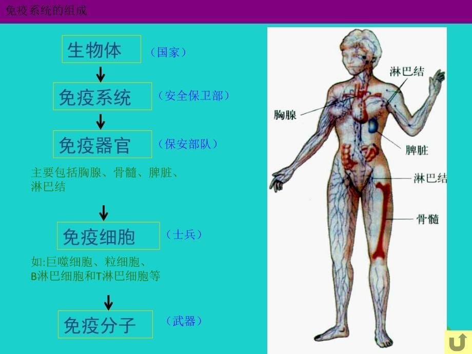 2017高中生物 第二册 第5章 生物体对信息的传递和调节 5.4 动物体的细胞识别和免疫课件2 沪科版_第5页