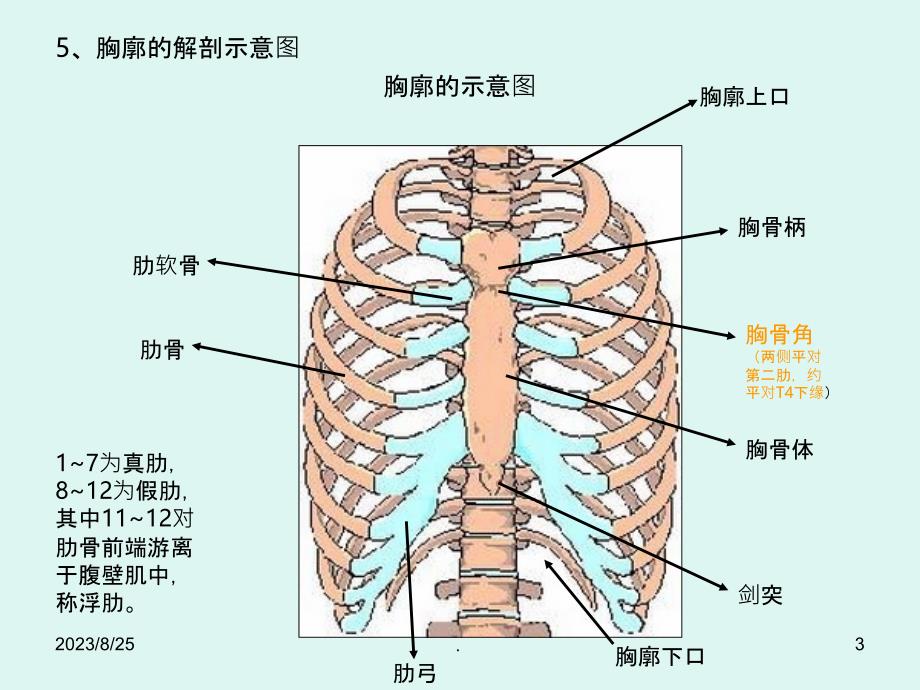 胸部影像解剖PPT课件_第3页