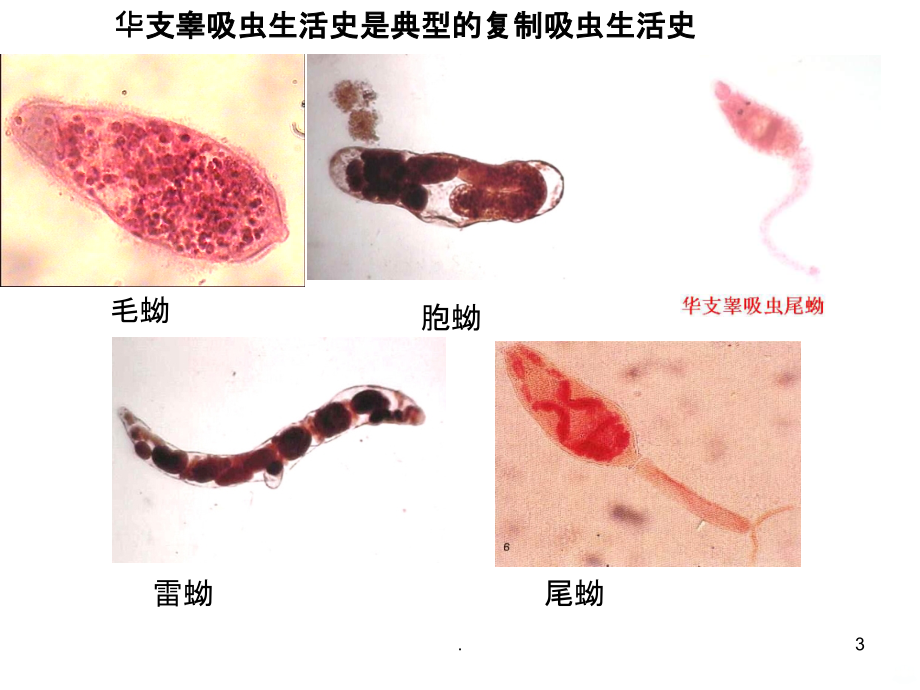 寄生虫实验考试图片PPT课件_第3页