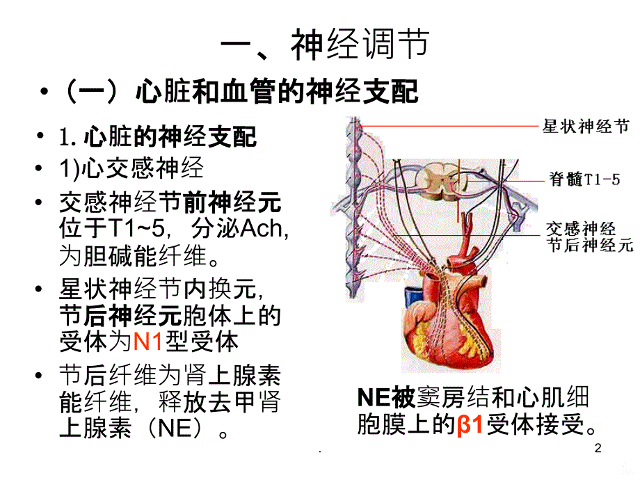 第三节心血管活动调节PPT课件_第2页