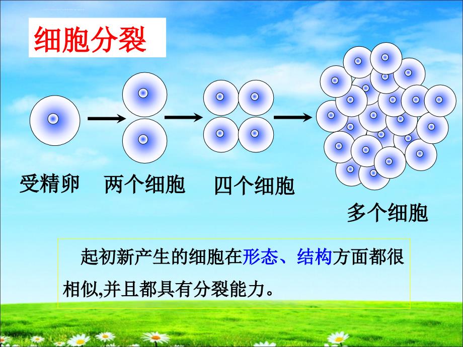 动物体的结构层次(上课)课件_第4页