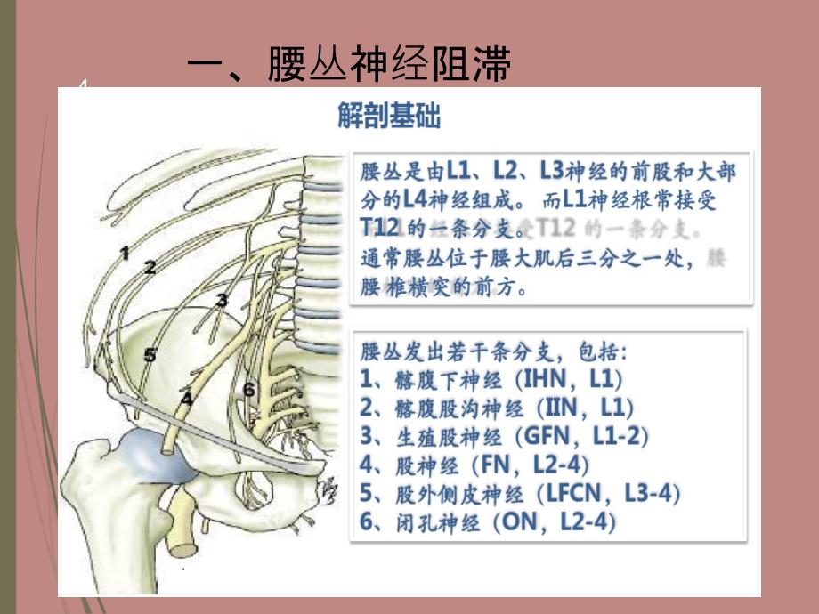 超声引导腰丛阻滞PPT课件_第4页