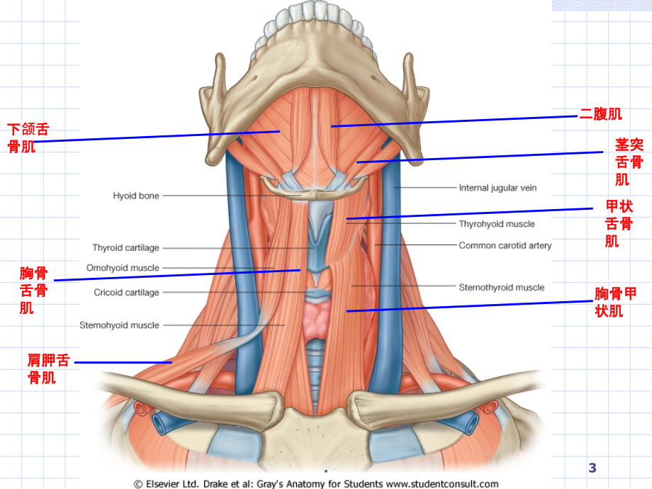 局解-颈部PPT课件_第3页