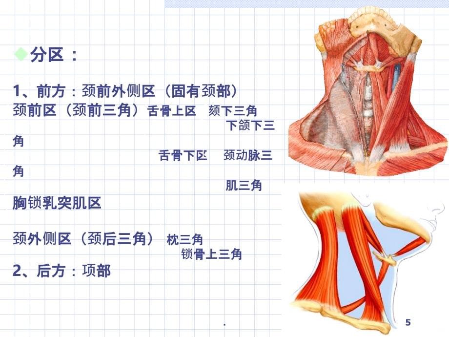 局解-颈部PPT课件_第5页