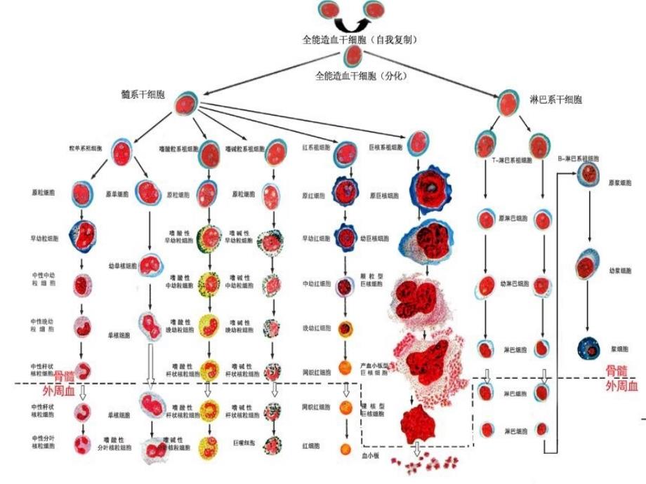 白细胞减少症的处理演示教学_第3页