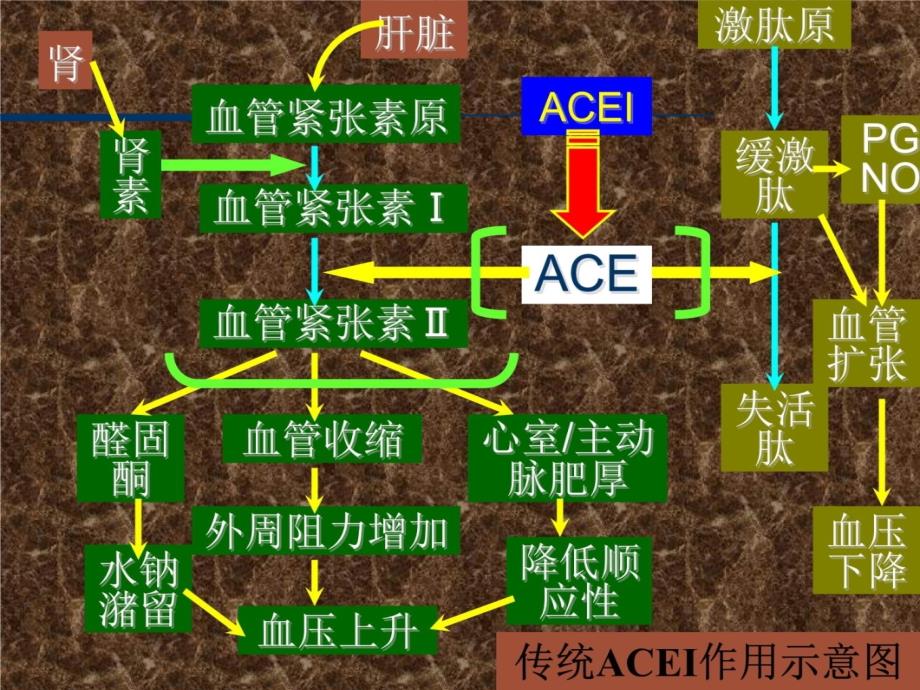 acei临床应用进展讲义教材_第4页