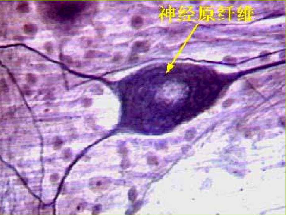 动物生理学第九章神经生理-PPT文档资料课件_第2页