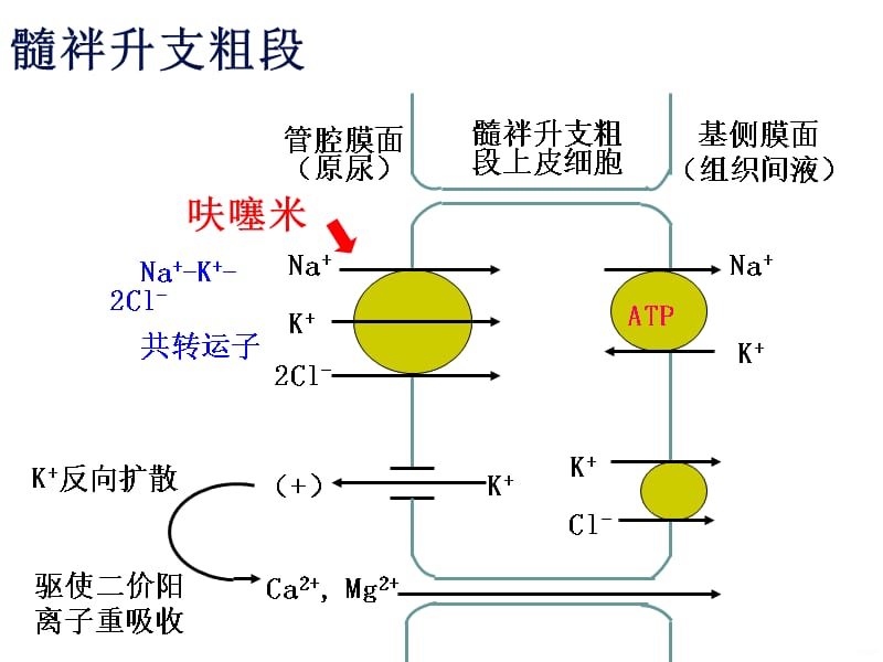 速尿对家兔的利尿作用精品PPT课件_第4页