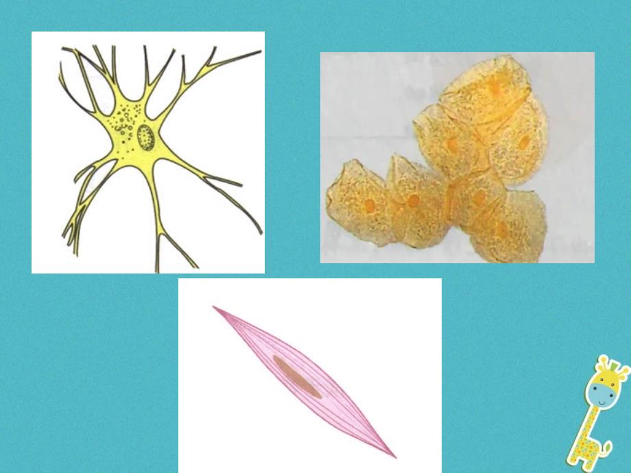 2017-2018学年七年级生物上册 第二单元 第二章 第二节 动物体的结构层次课件1 （新版）新人教版_第4页