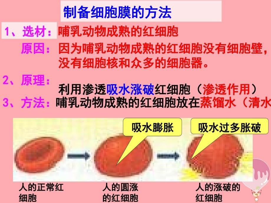 江苏省淮安市高中生物 3.2 细胞膜——生物的边界课件（必修1）_第5页