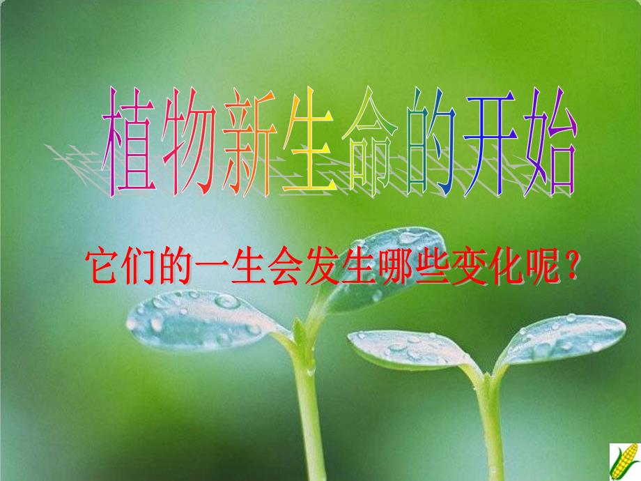 (课堂教学课件）教科版三年级科学《植物新生命的开始》教学课件_第3页