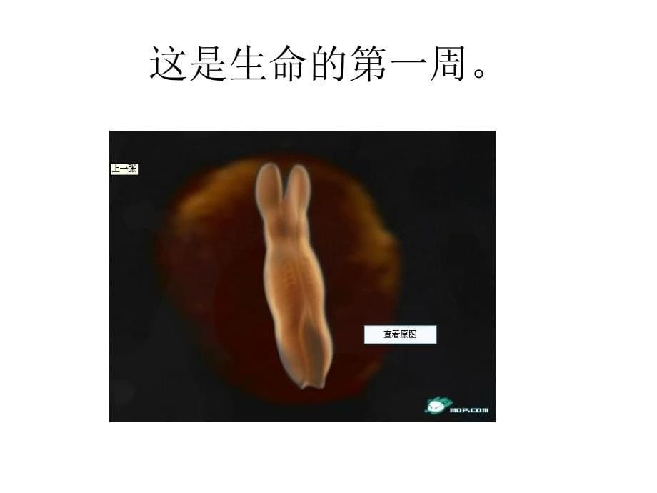 周分享会备选课件_第5页