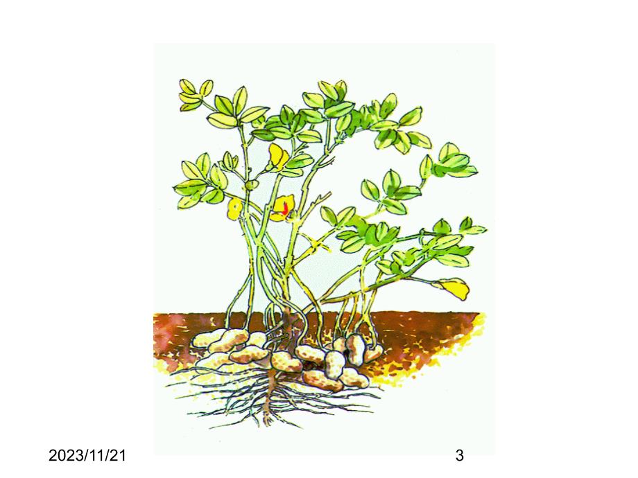 最新部编版小学五年级上册语文（课堂教学课件3）落花生_第3页