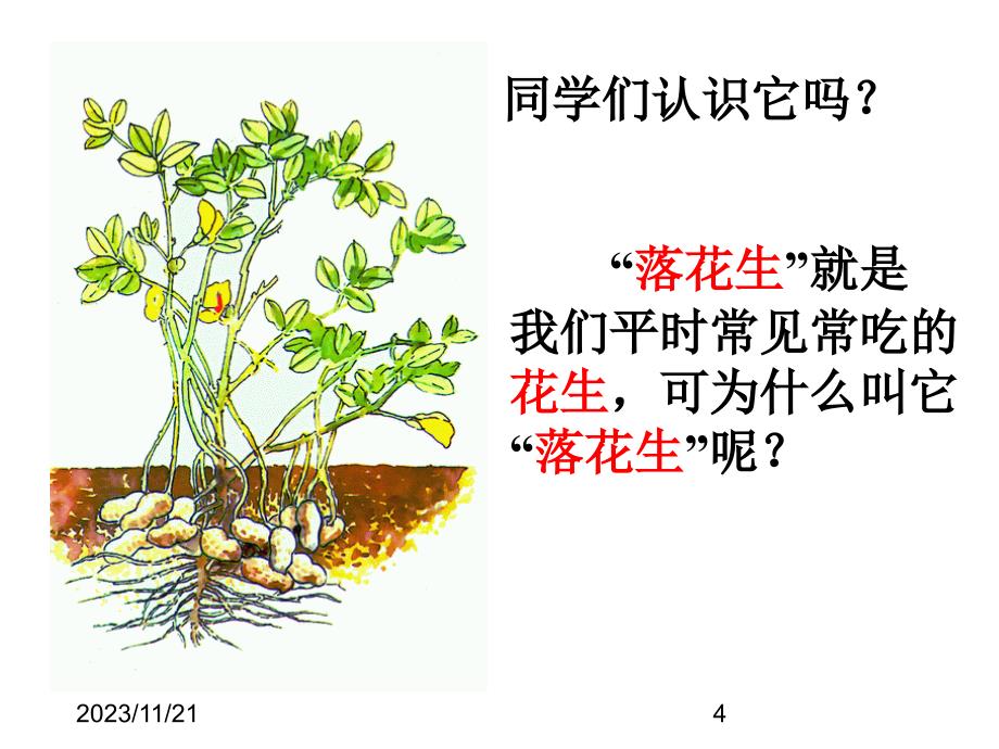 最新部编版小学五年级上册语文（课堂教学课件3）落花生_第4页