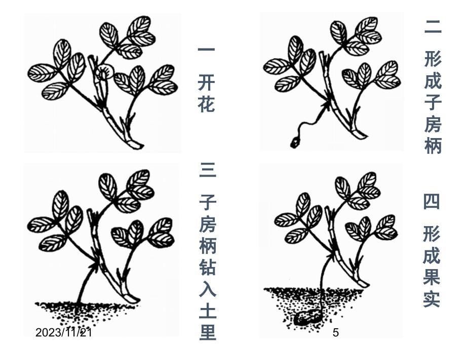 最新部编版小学五年级上册语文（课堂教学课件3）落花生_第5页