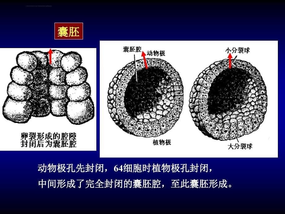 发育生物学06-文昌鱼的发生课件_第5页