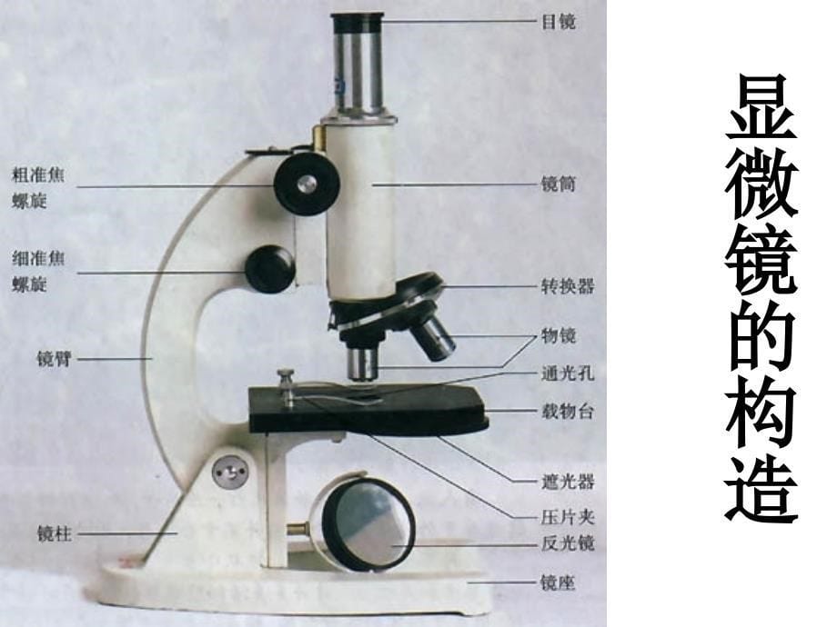 (课堂教学课件）八年级物理上册《55 显微镜和望远镜》课件 (2)_第5页