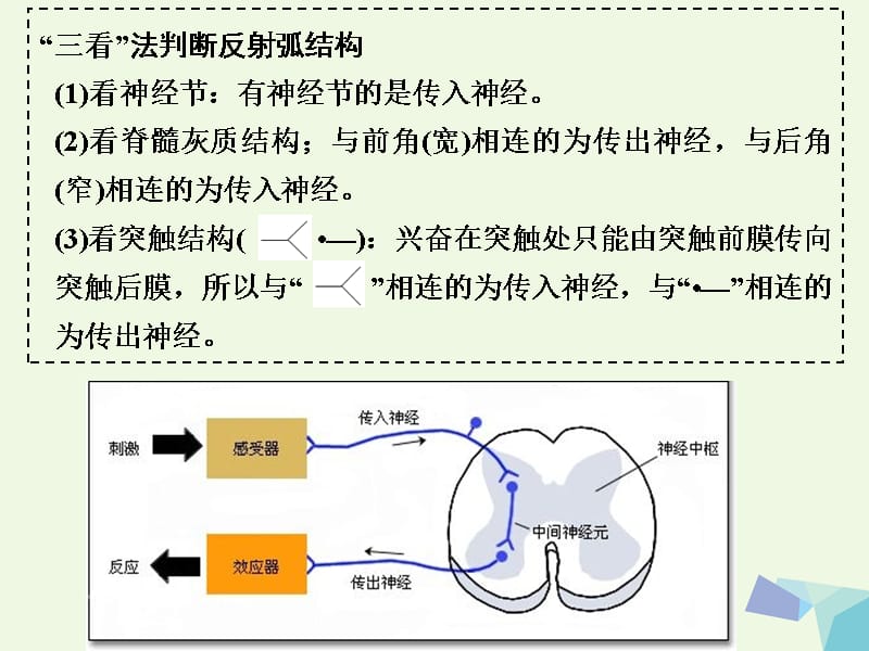 江苏省赣榆县2017届高考生物一轮复习 专题十一 动物和人体生命活动的调节课件 苏教版_第3页