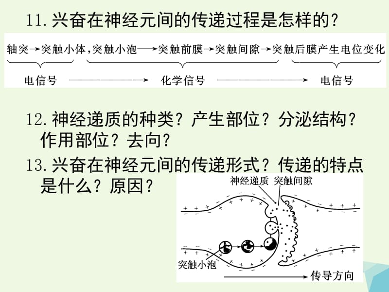 江苏省赣榆县2017届高考生物一轮复习 专题十一 动物和人体生命活动的调节课件 苏教版_第5页