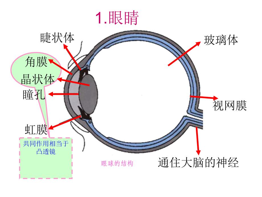 (课堂教学课件）八年级物理上册眼睛与眼镜_第3页