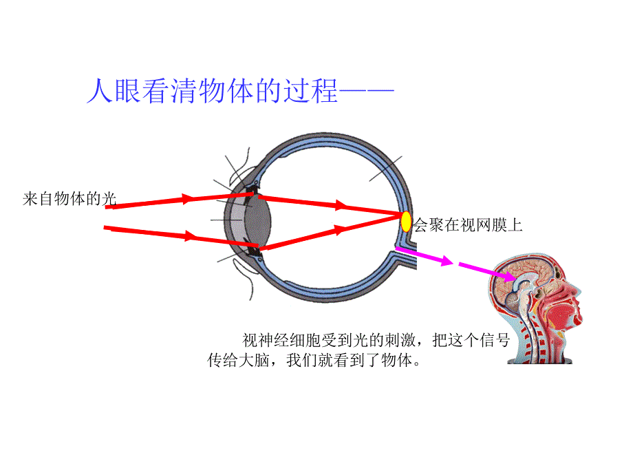 (课堂教学课件）八年级物理上册眼睛与眼镜_第4页